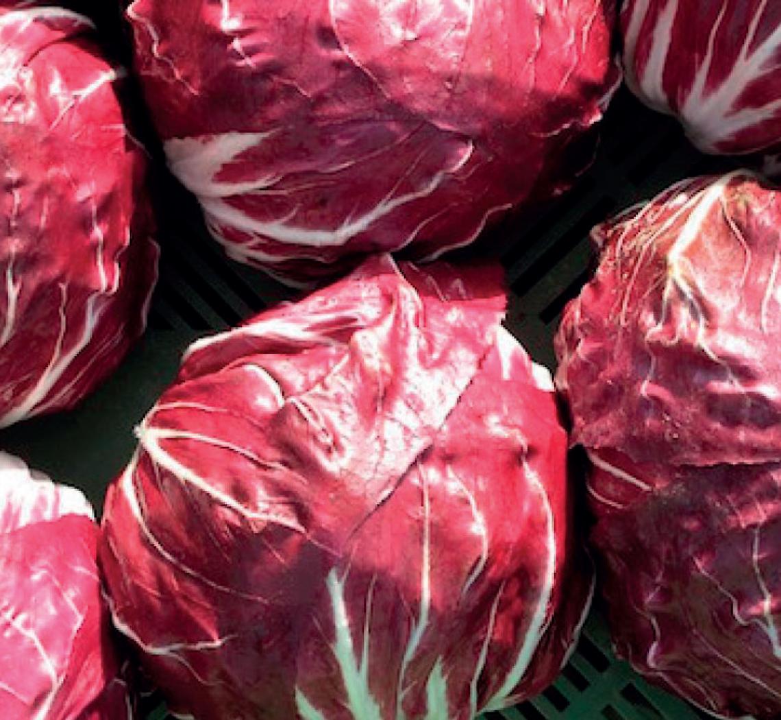 radicchio