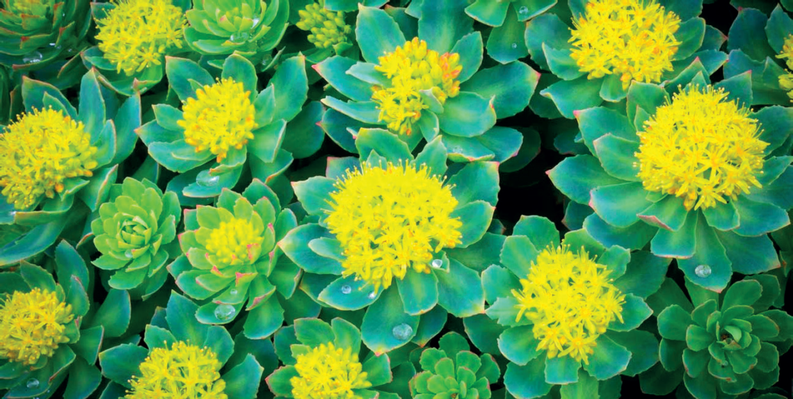 rhodiola