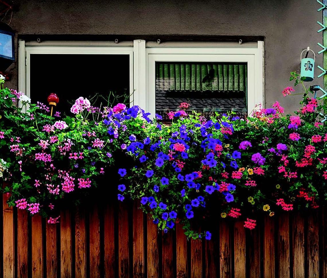  Estate verde: le piante che resistono al caldo e portano colore e freschezza in casa e in giardino