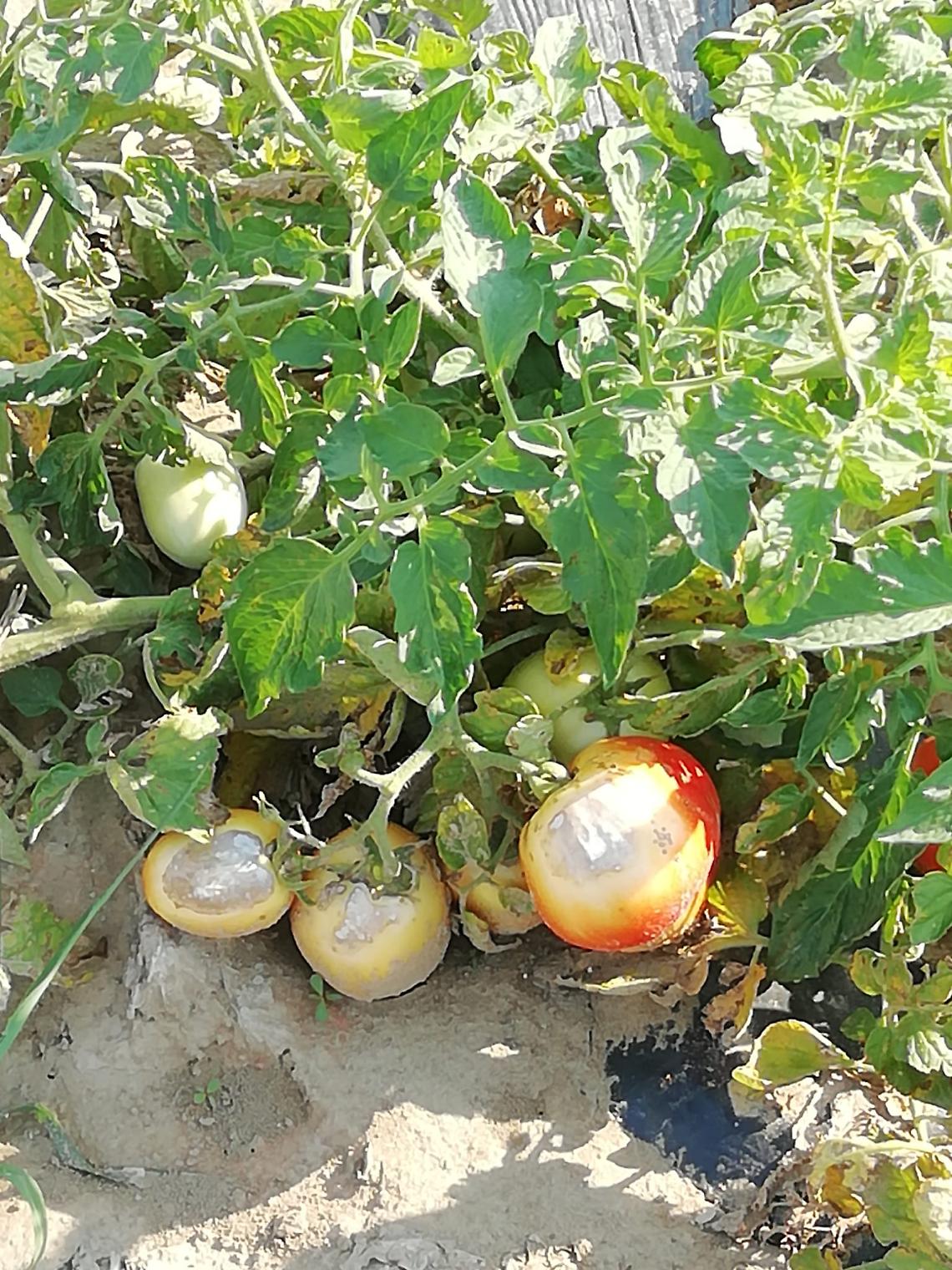 pomodori ustionati