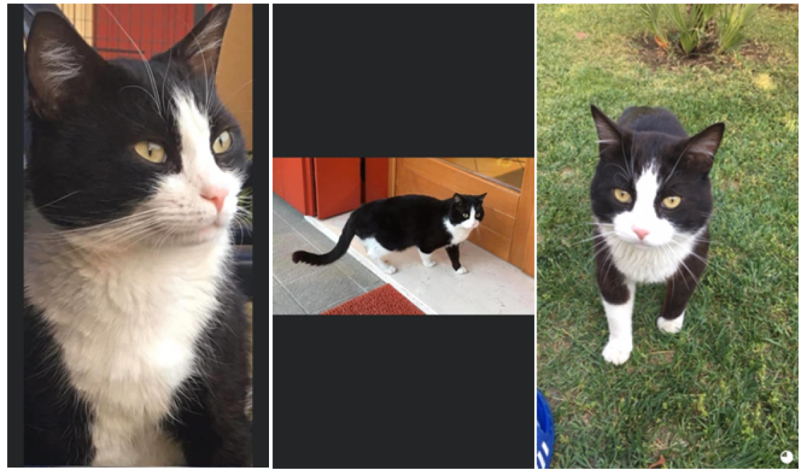 gatto smarrito