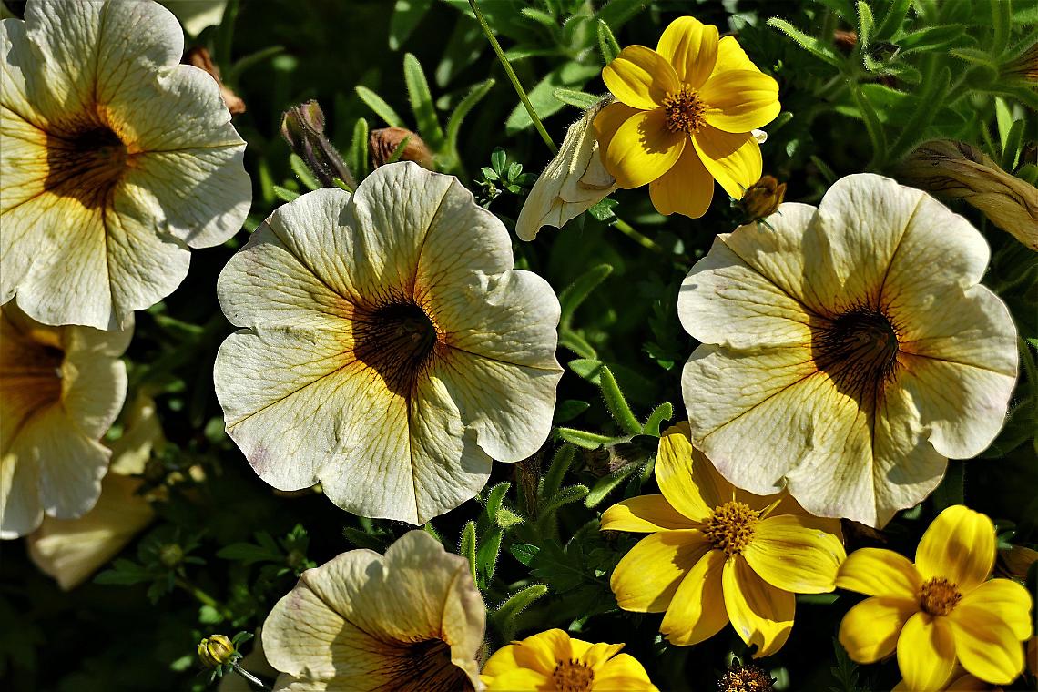 fiori