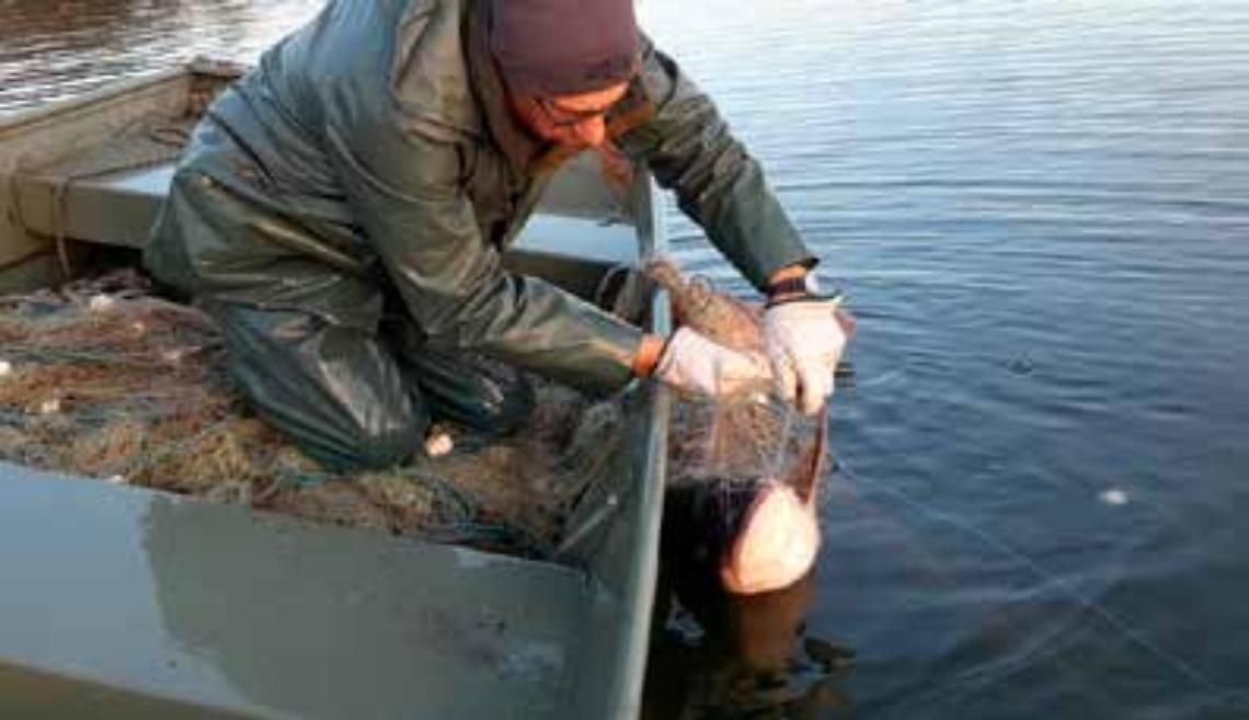 pesca