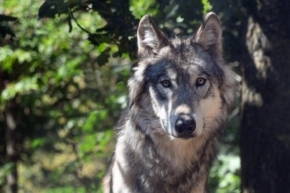 Tutela del lupo, Life Wild Wolf: &ldquo;Declassare la protezione senza una strategia rischioso per la biodiversit&agrave;&rdquo;