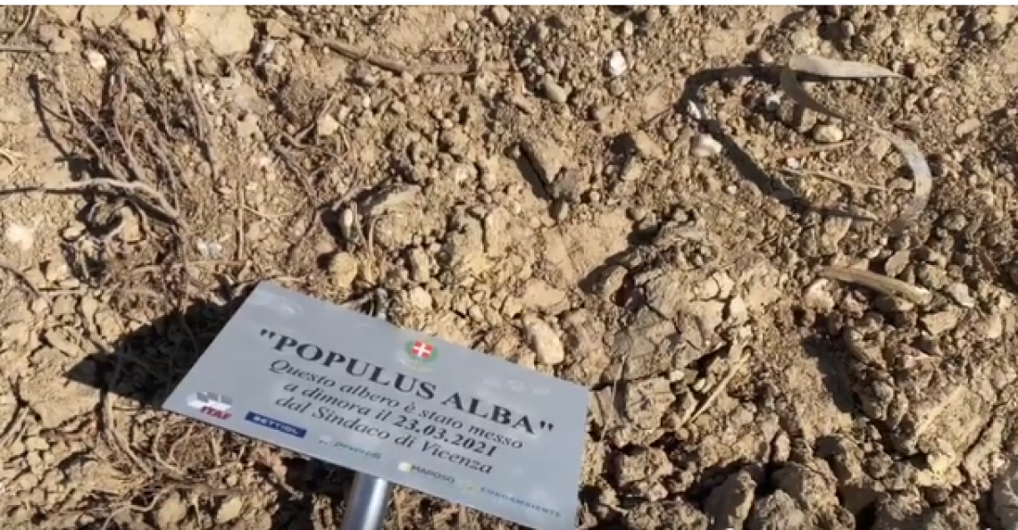 Parco della pace primo albero