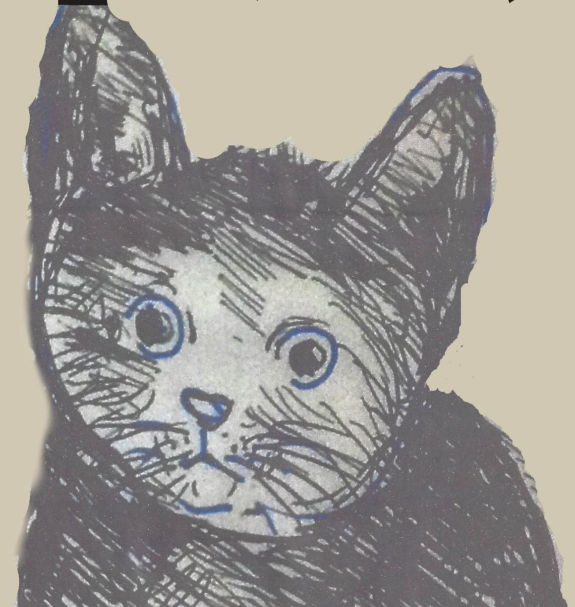 gatto tomeo ritratto