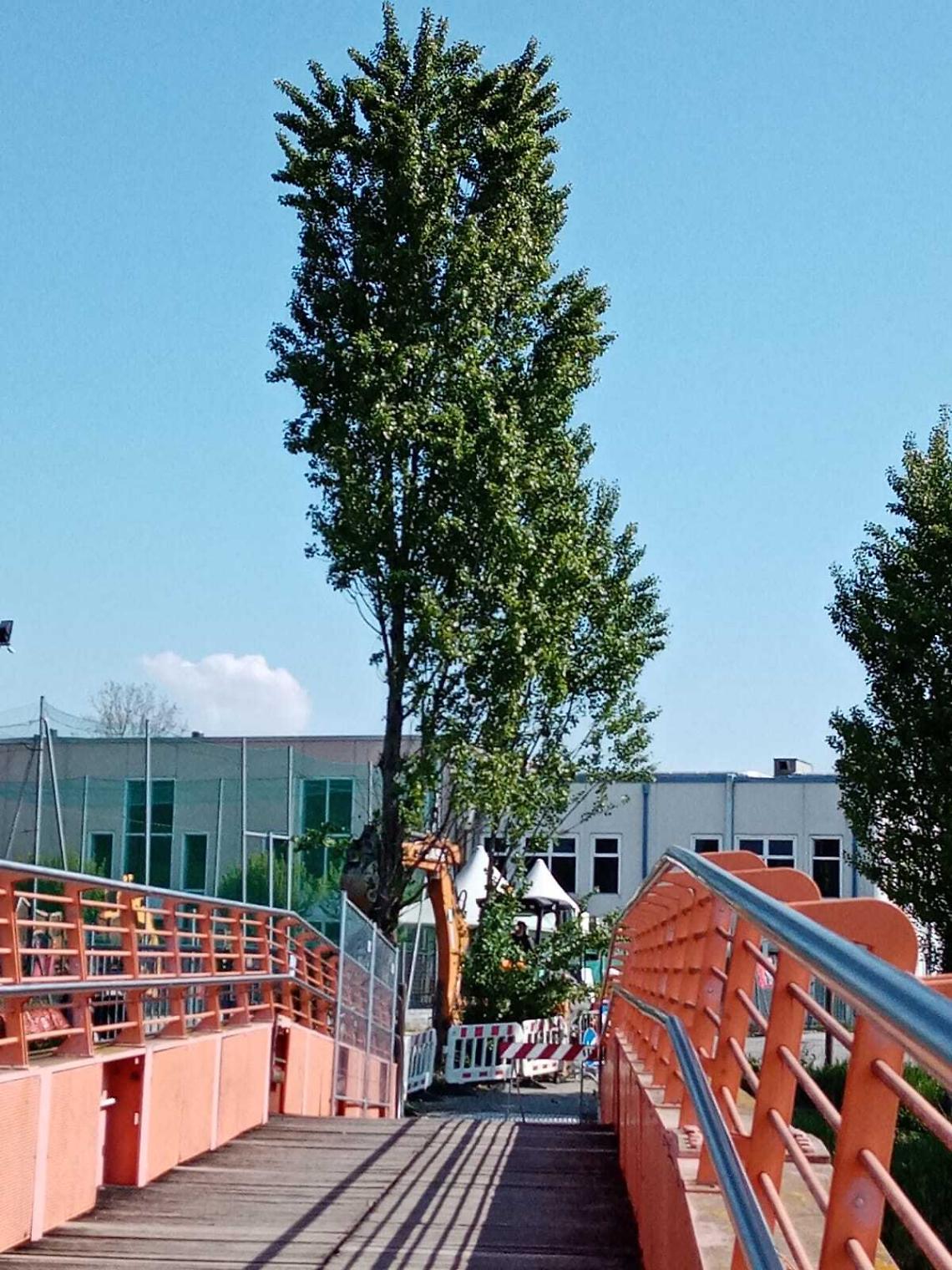 Passerella viale Trento e Ferrarin con albero