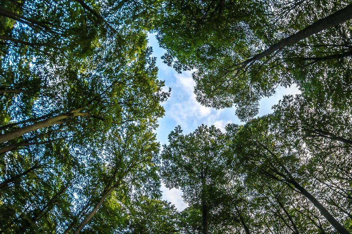 Padova, una petizione per non perdere altro verde: il Comune accoglie la richiesta di 800 cittadini