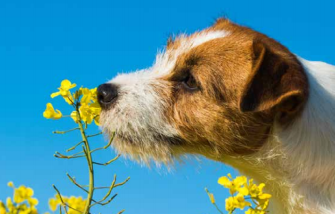 Rubano inaugura un dialogo sul nuovo Regolamento per il Benessere Animale