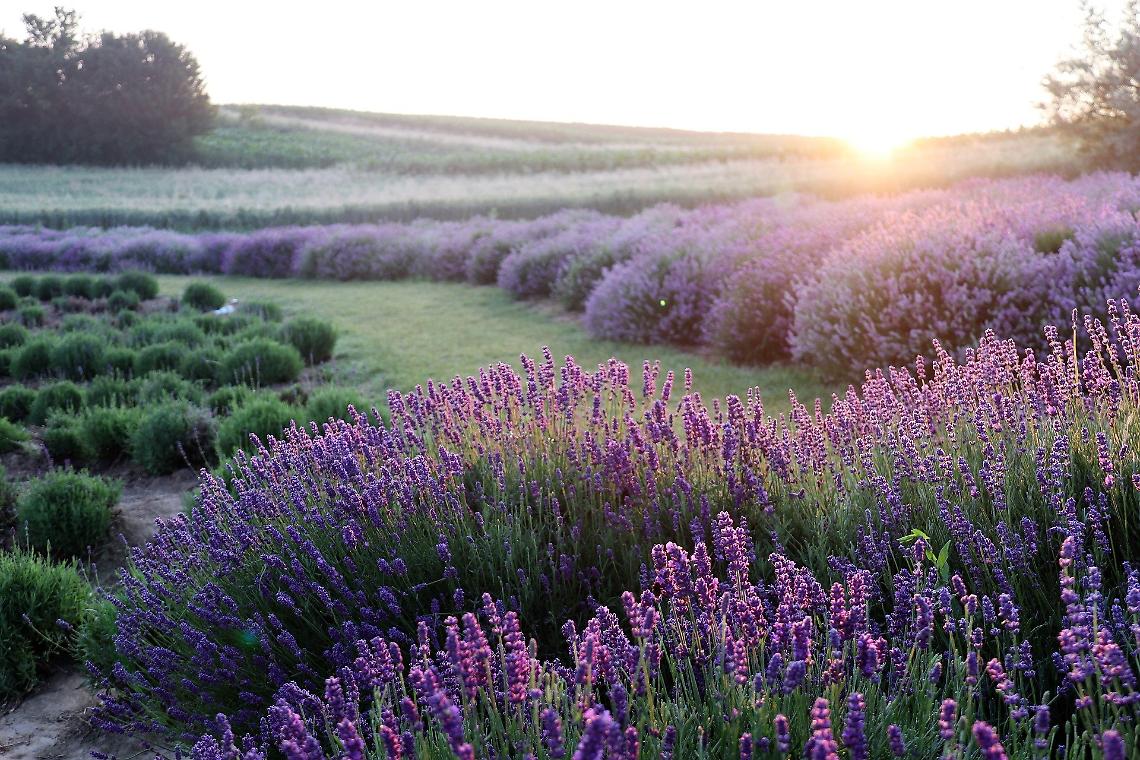 lavanda