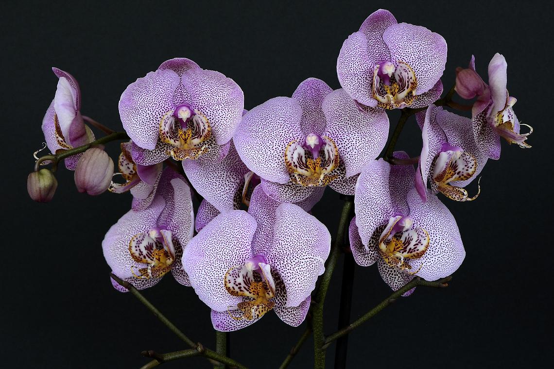 orchidea