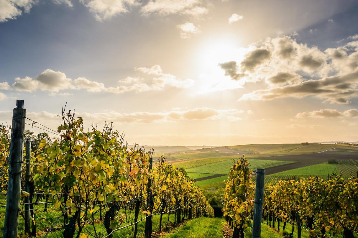 vigneti