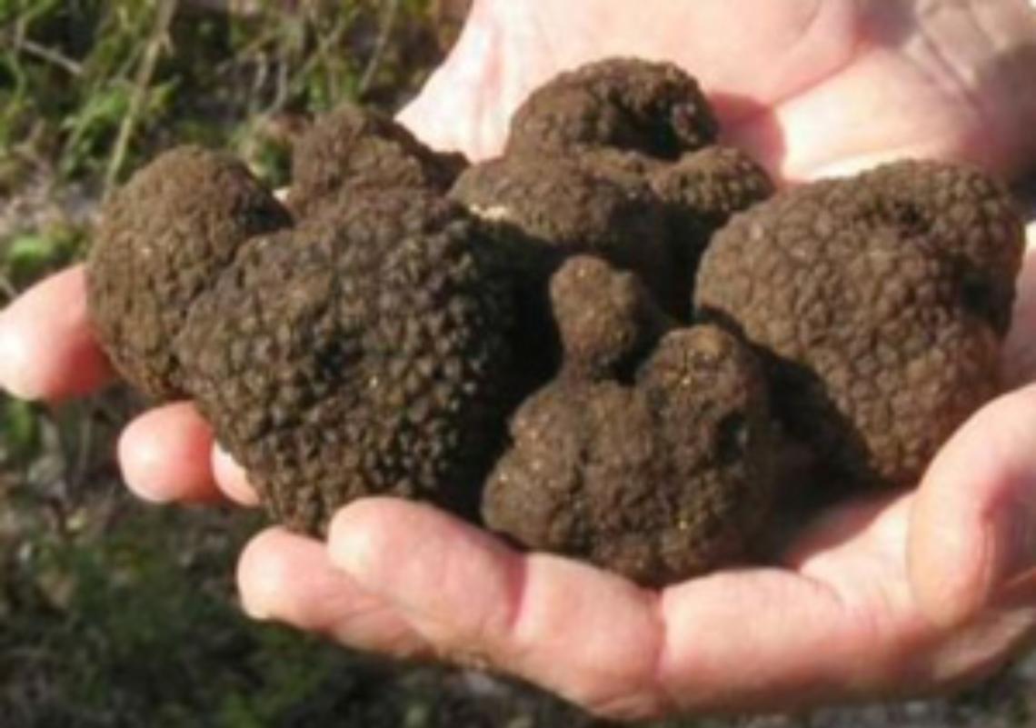 Tartufo di Nanto