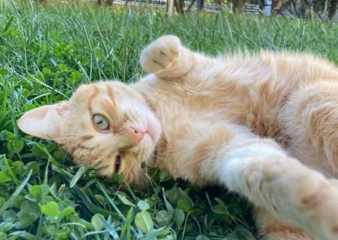 lello gatto smarrito3