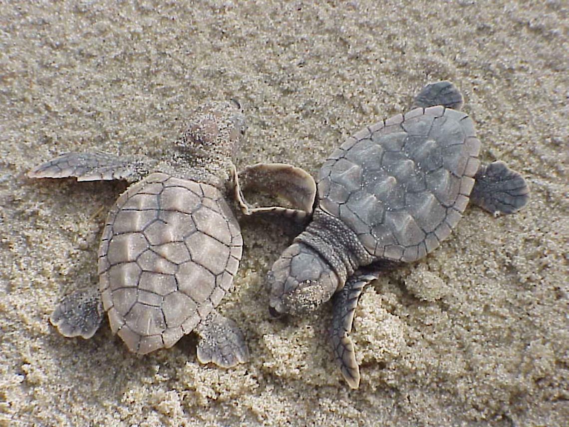 tartaruga caretta caretta