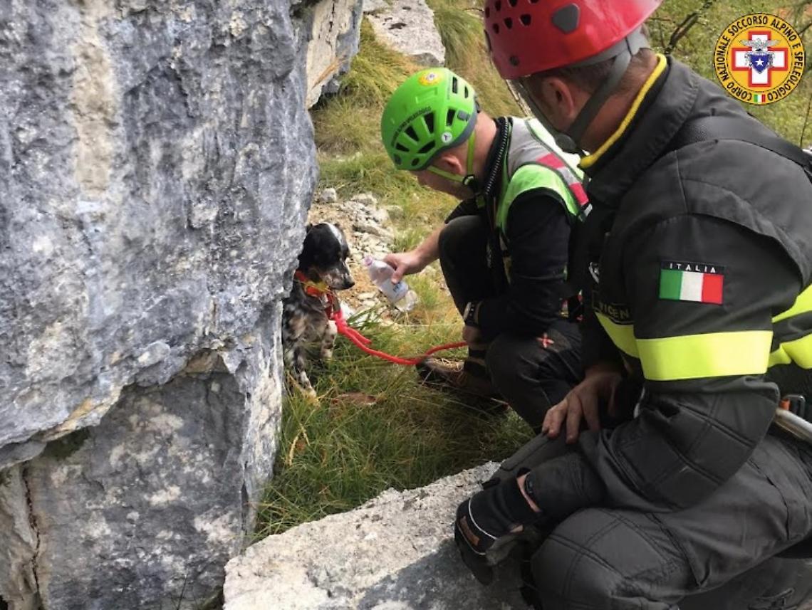 cagnolina recuperata a lastebasse vicenza 01