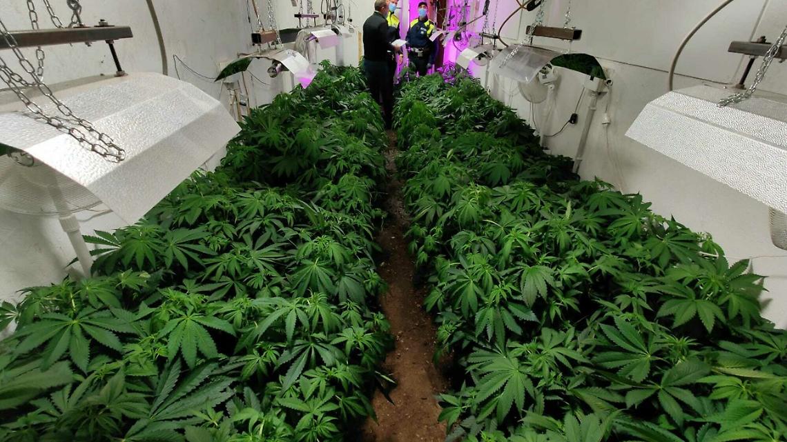 capannone della marijuana a Zanè