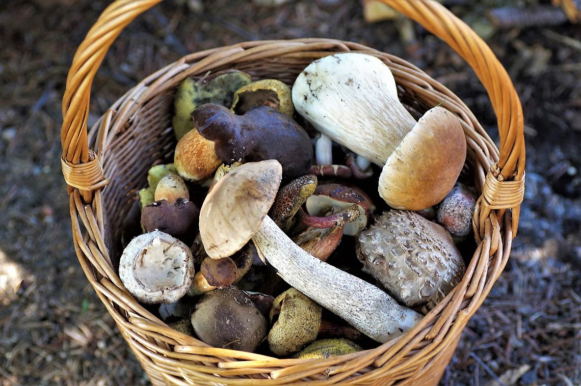 raccolta funghi