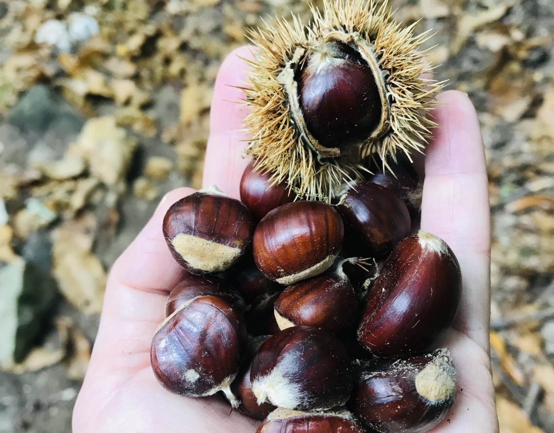 81ª Festa dei Marroni di Combai, un weekend ricco di eventi tra caccia al tesoro e percorso gravel