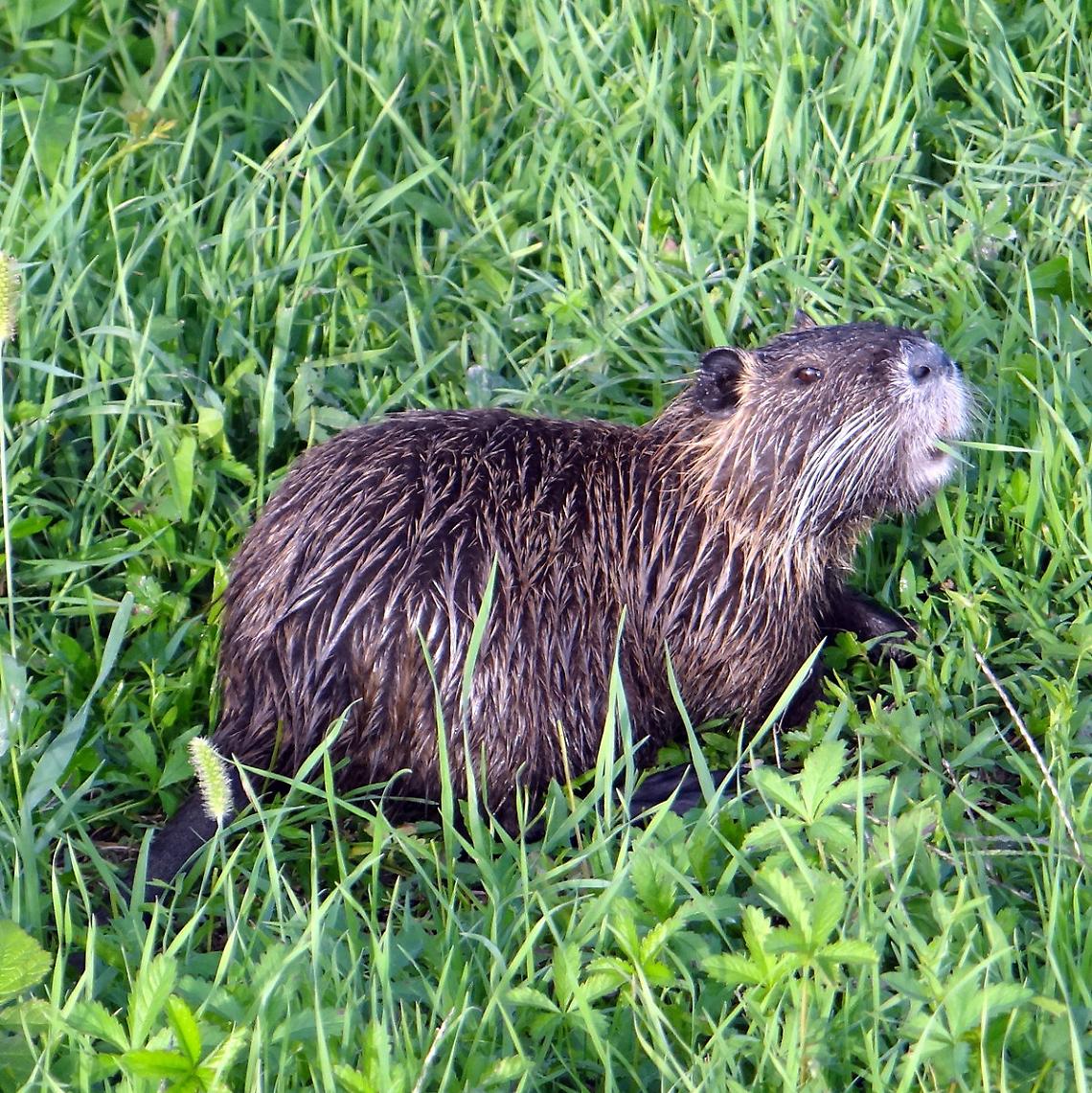 Nutrie sotto accusa: il Veneto lancia il piano anti-invasione
