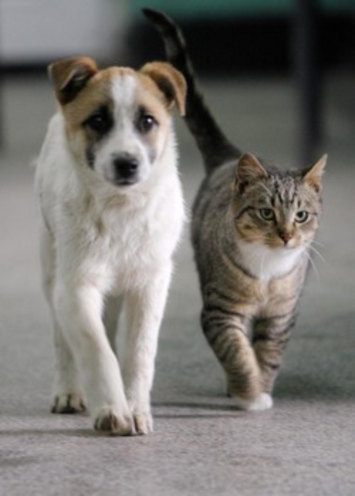 animali