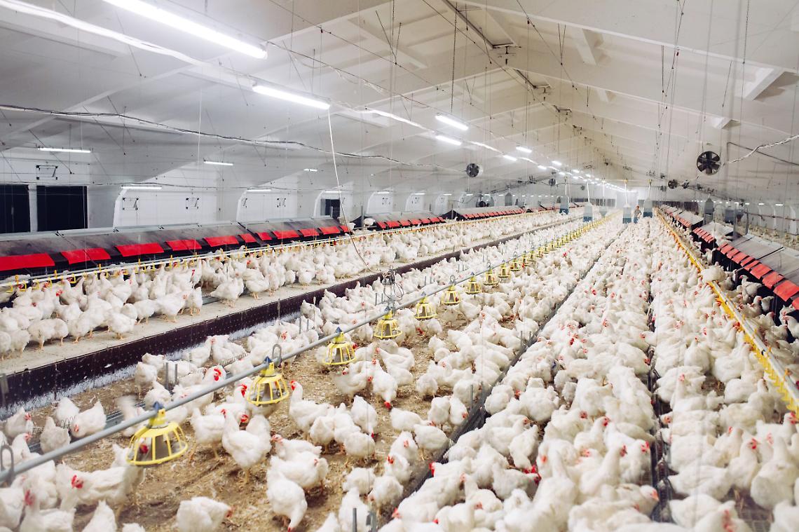 Indoors chicken farm