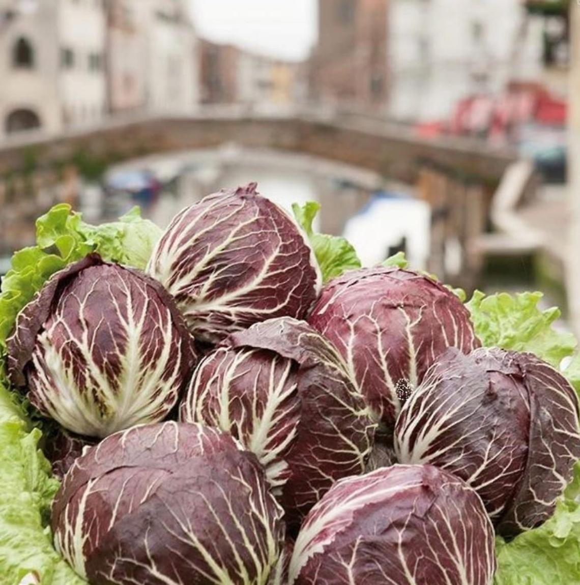 radicchio chioggia