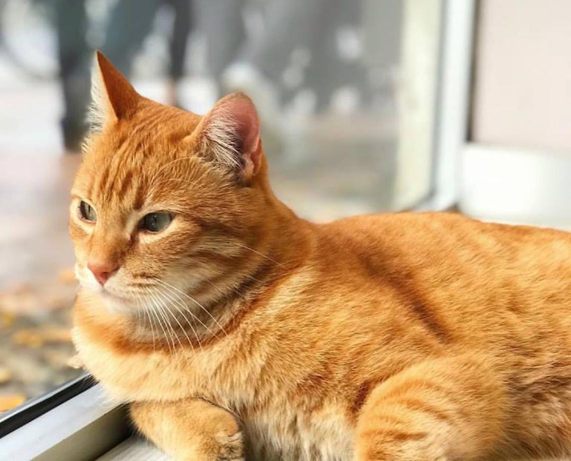 gatto rossini