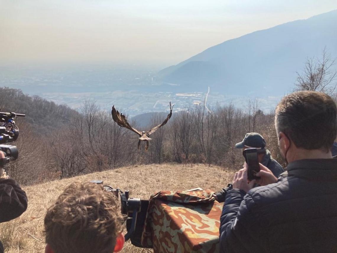 Aquila liberata