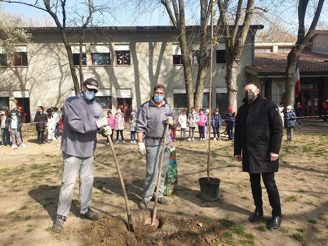 Albero Scuola Donatoni Rovigo