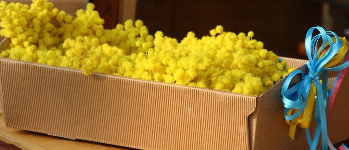 Ucraina mimose