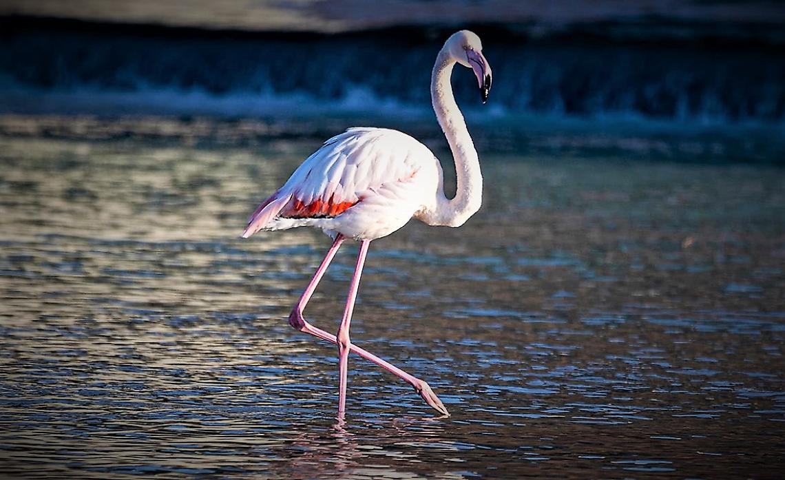 Fenicotteri rosa tra migrazione e longevità: il sorprendente equilibrio della vita