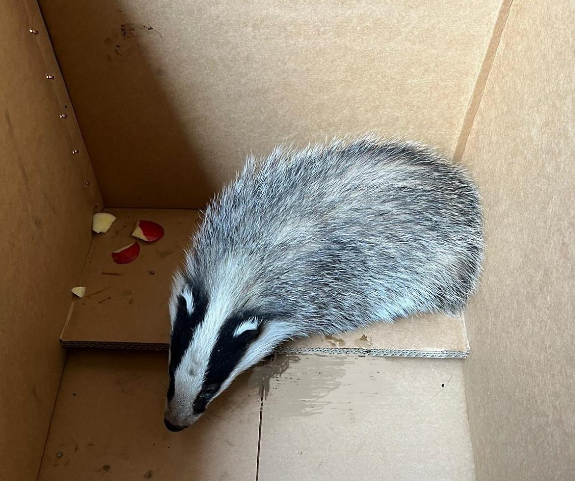 tasso cucciolo di tasso salvato dalla polizia provinciale