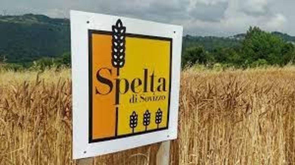 Sovizzo farro