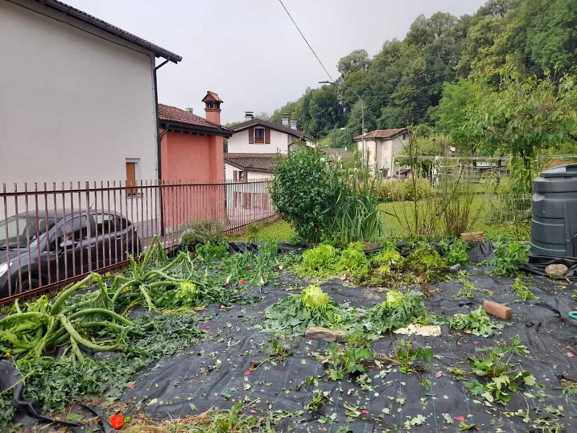 ortaggi belluno