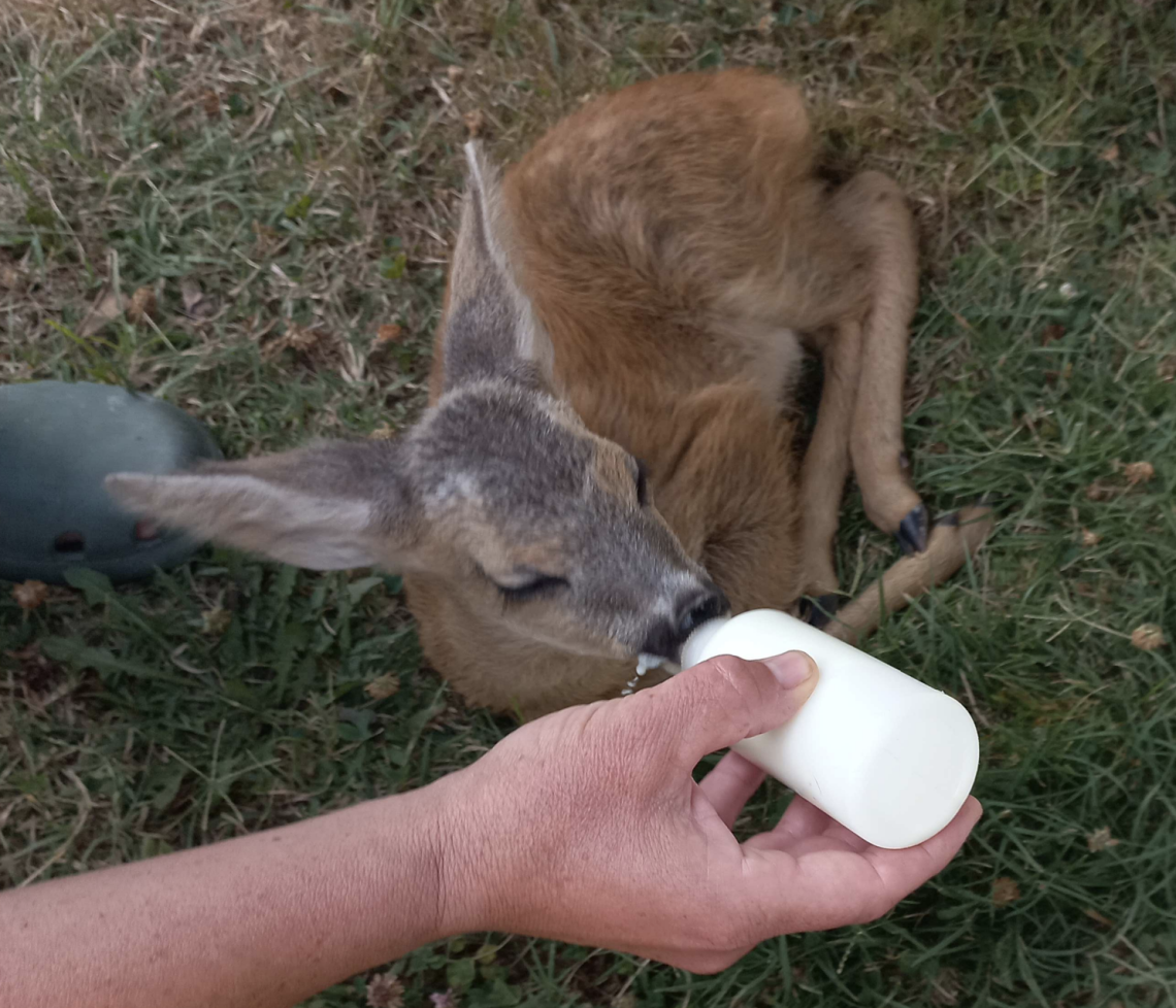 capriolo