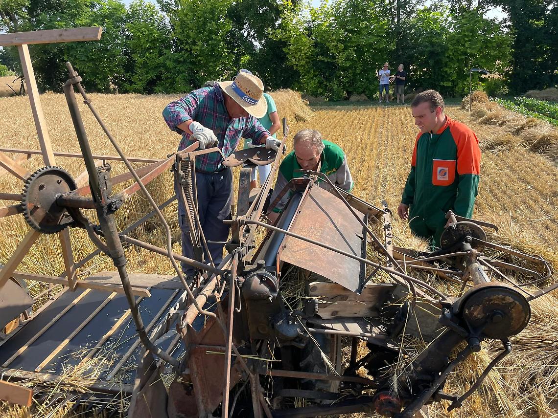 Trissino celebra le radici contadine con la tradizionale Festa della Trebbiatura