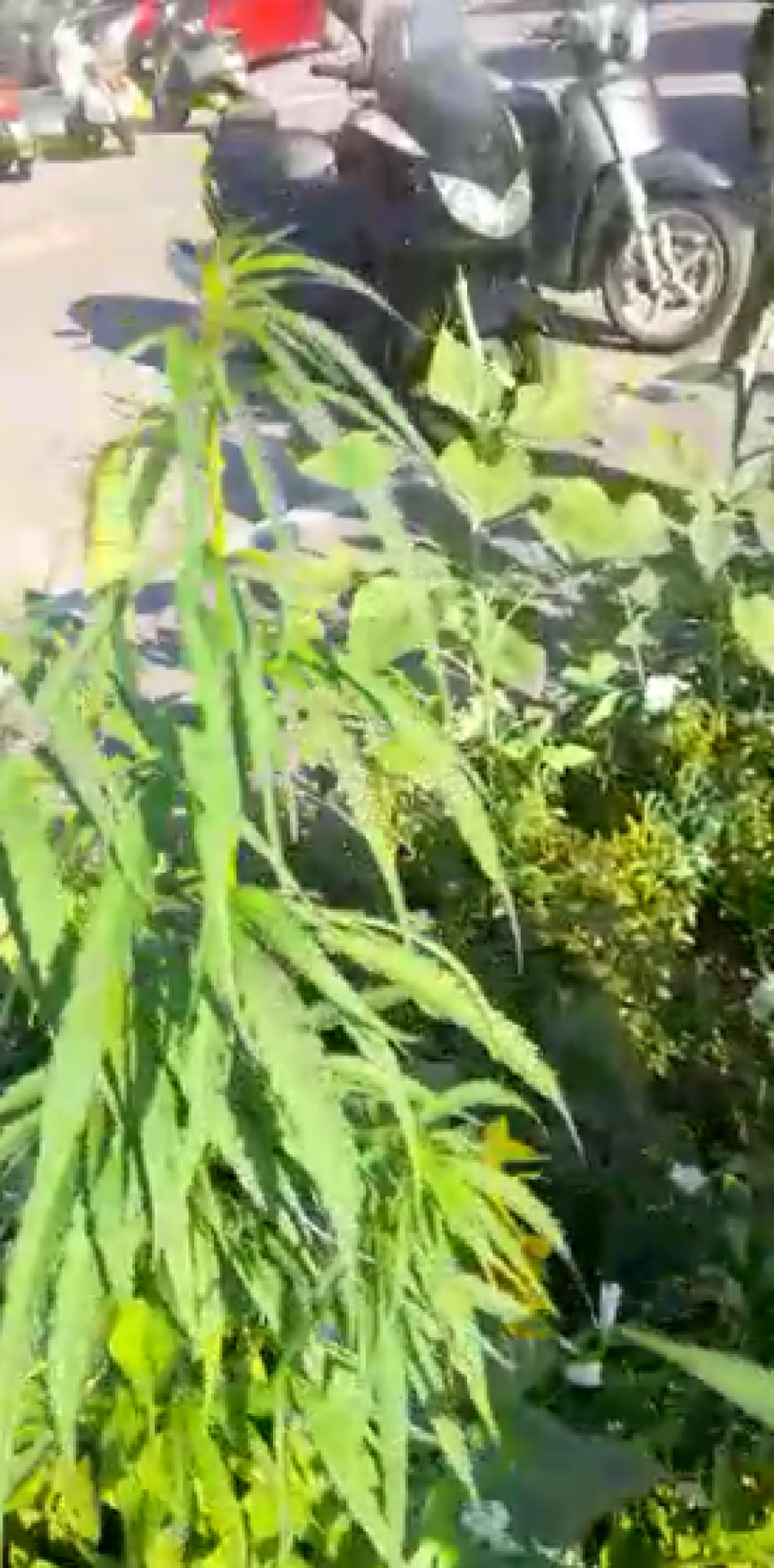 cannabis in stazione a vicenza