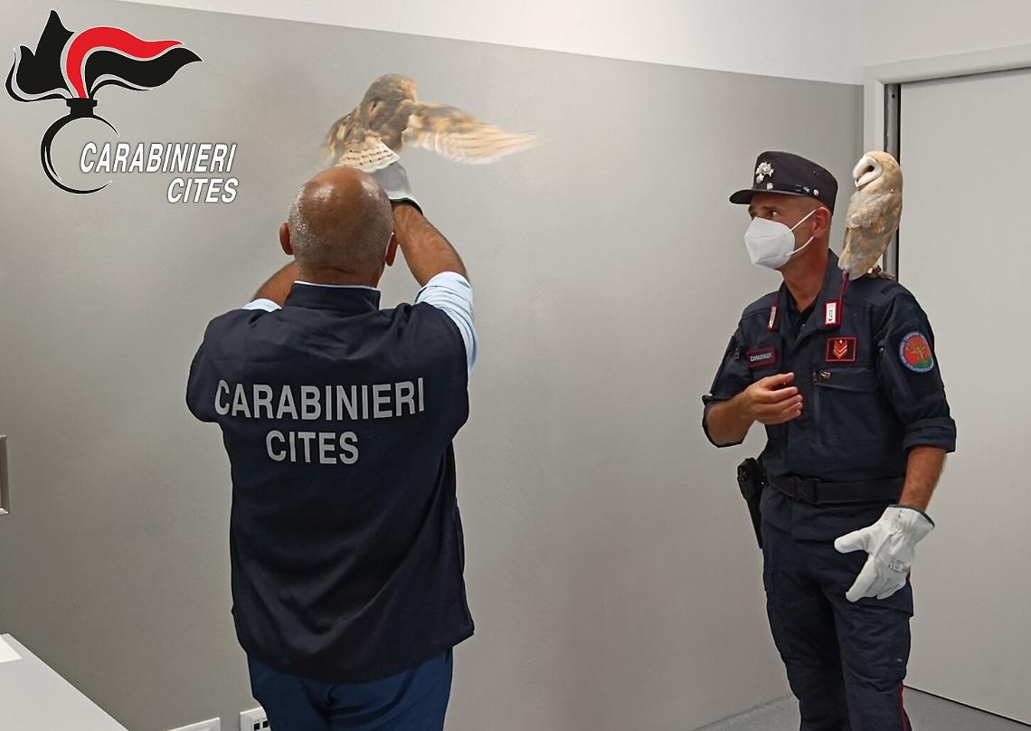 Sequestro Barbagianni Venezia