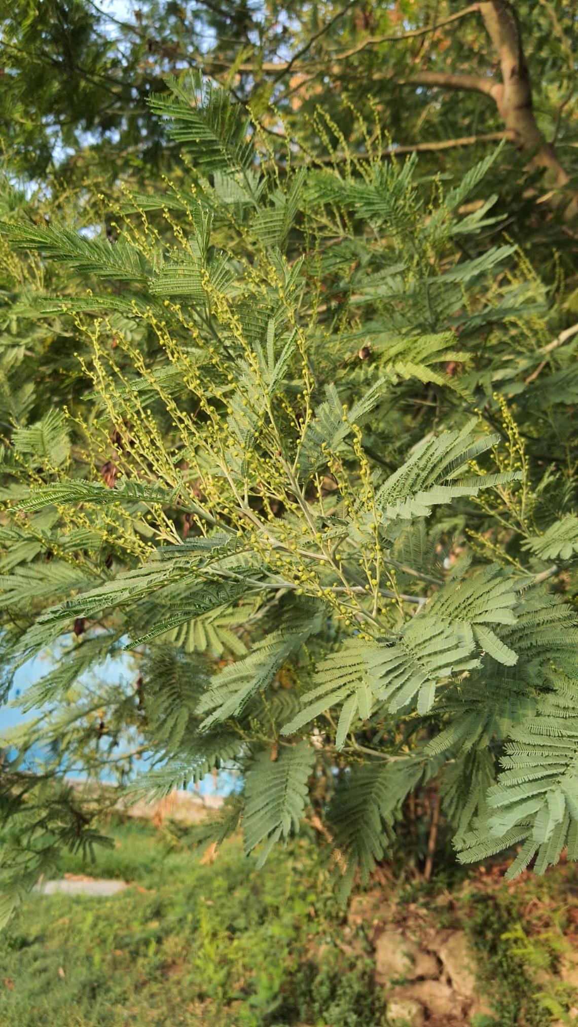 mimosa fiore