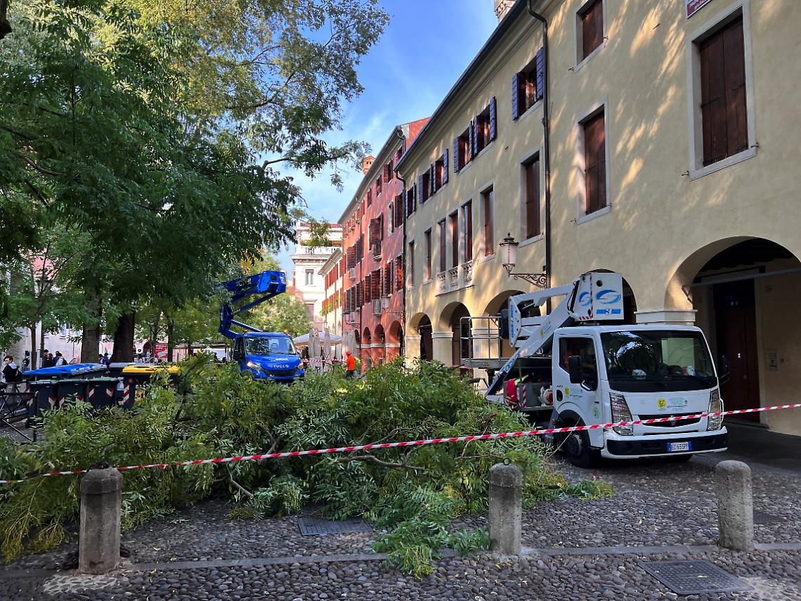 potatura alberi-P.zza Capitaniato_2