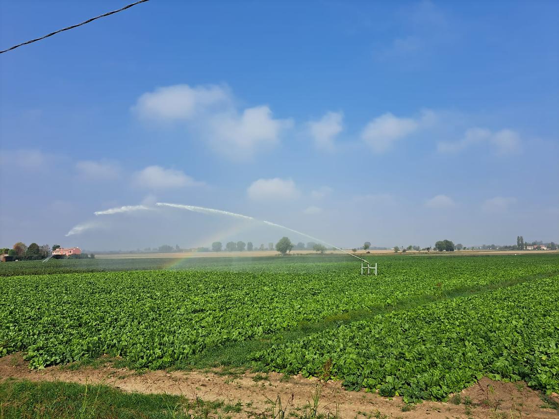 siccità irrigazione