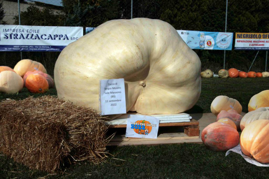 Cartura Festa delle zucche giganti la Zuccona(1)