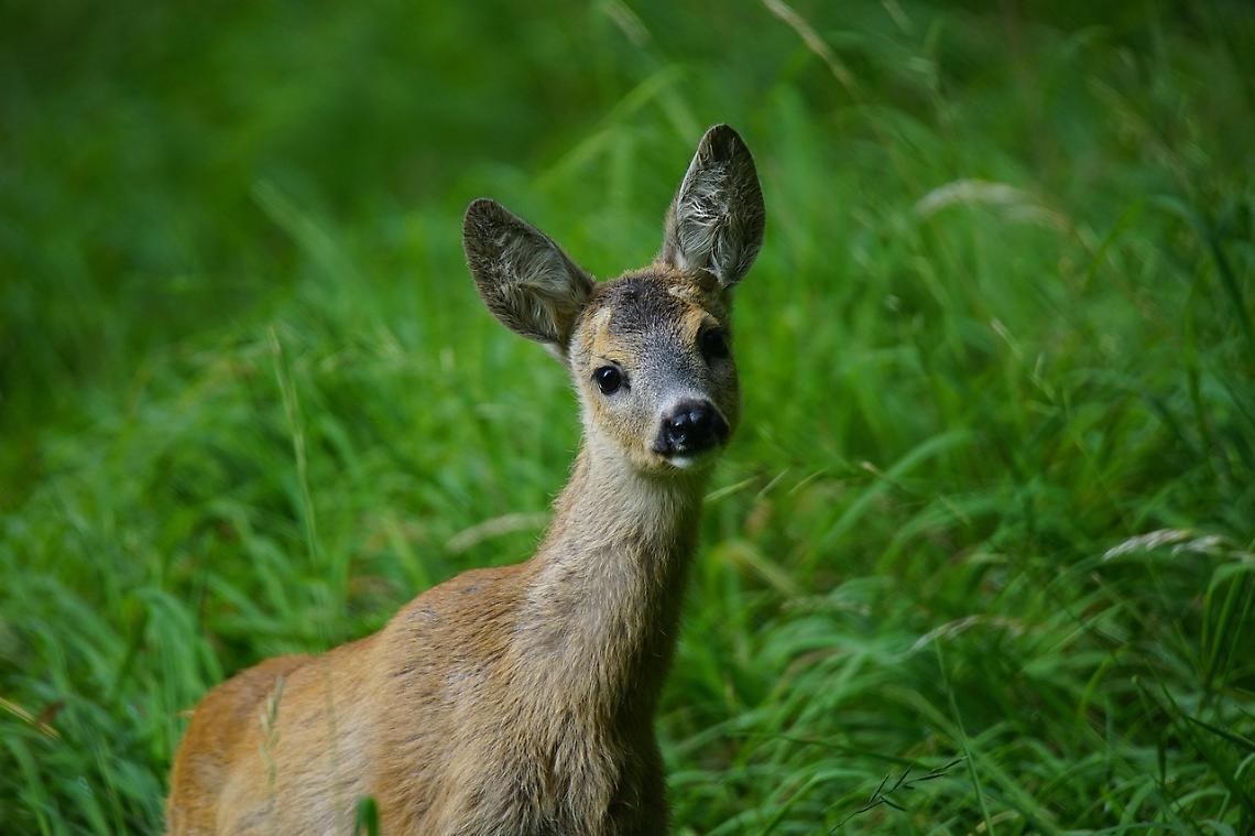 Lieto fine nella foresta del Cansiglio: capriola ferita torna in libert&agrave;