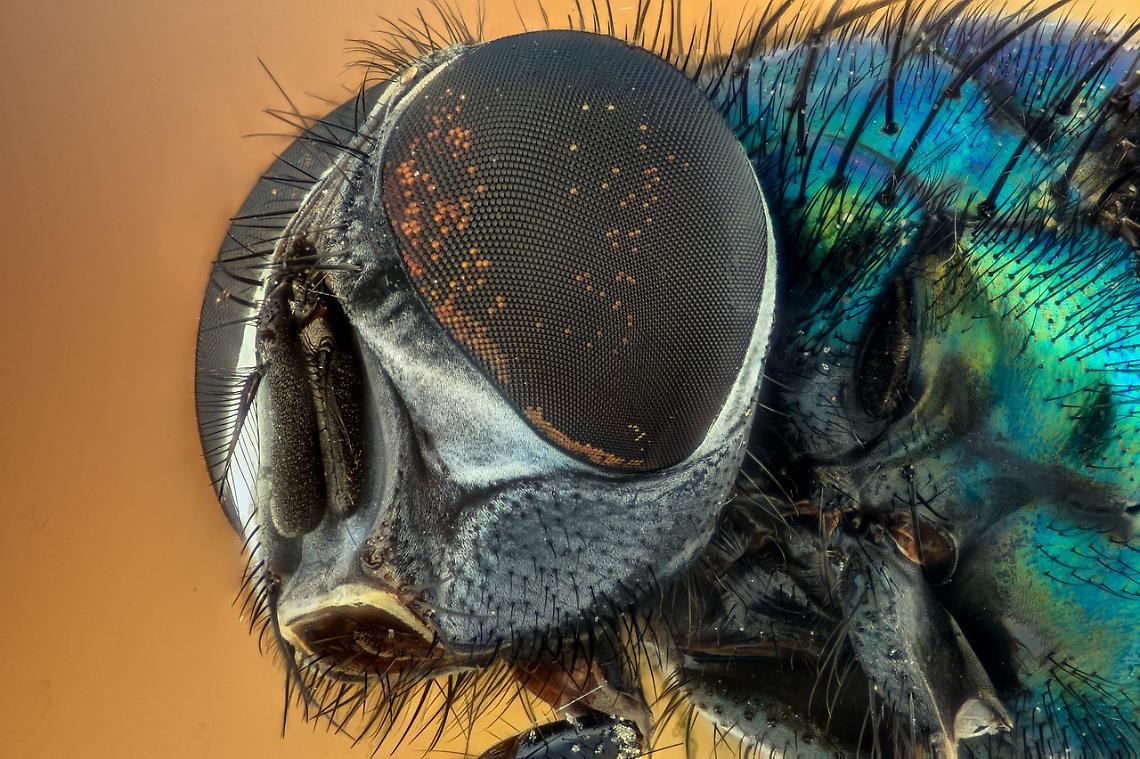 mosca