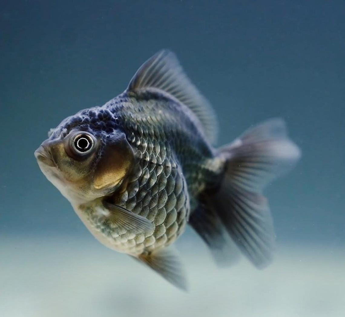 pesce