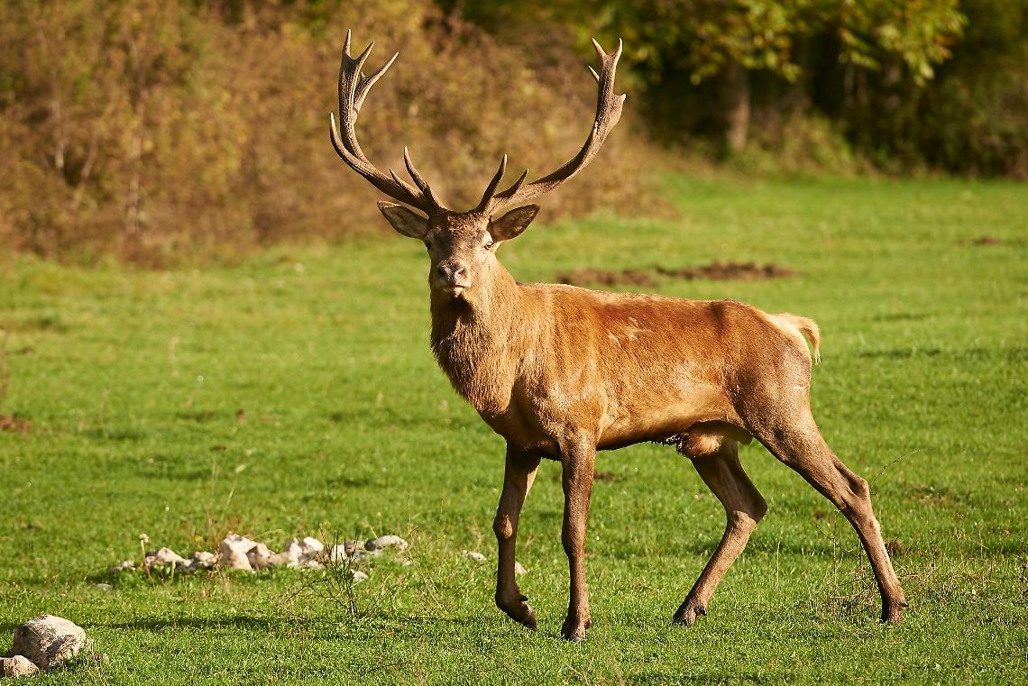 Belluno, anziano muore nel bosco cercando un cervo ferito