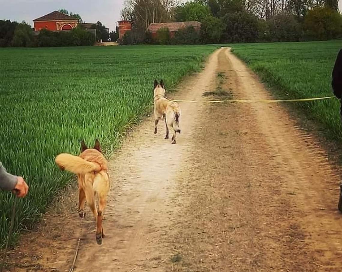 Escursione sui Colli Euganei con Fido: alla scoperta del Monte Cinto il 19 ottobre 2025