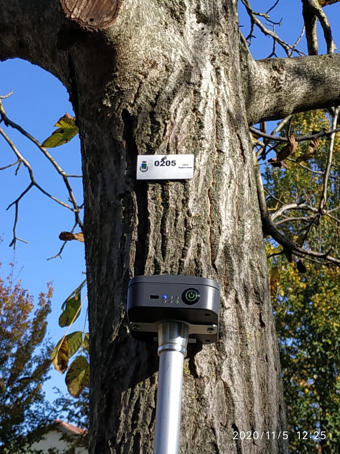 Un albero oggetto del censimento arboreo comunale