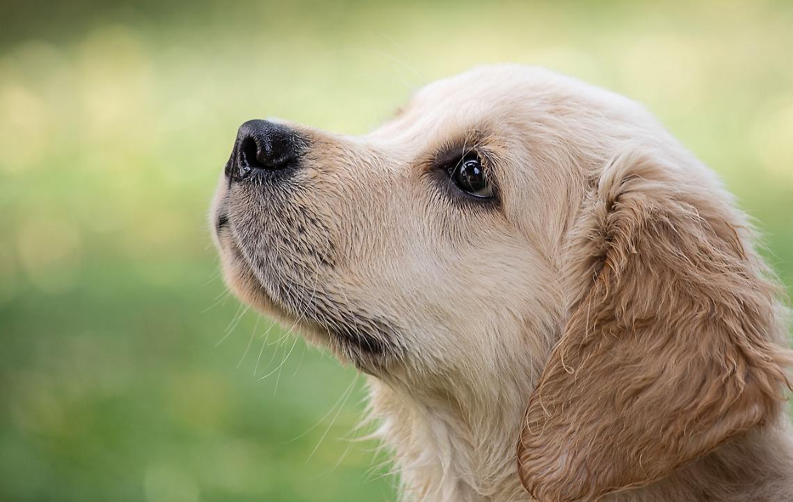 cucciolo